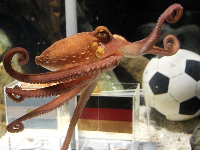 Learn about octopus football prediction