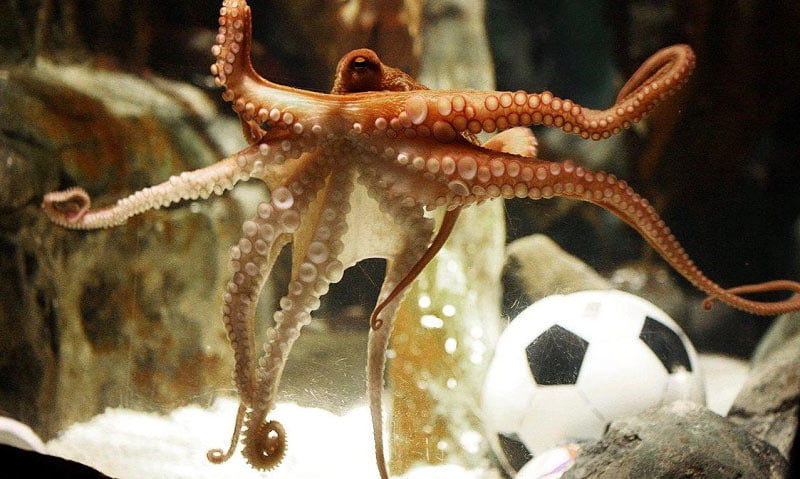 Octopus predicts famous football in the city of Oberhausen