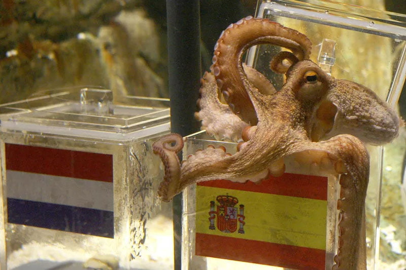 Paul Football Prediction Octopus is famous