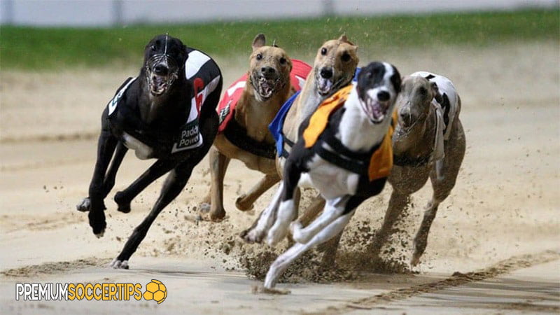 How to bet on dog races: Types of Greyhound Bets