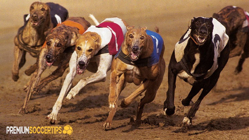 How to bet on dog races: Quinella and Exacta Box Bets