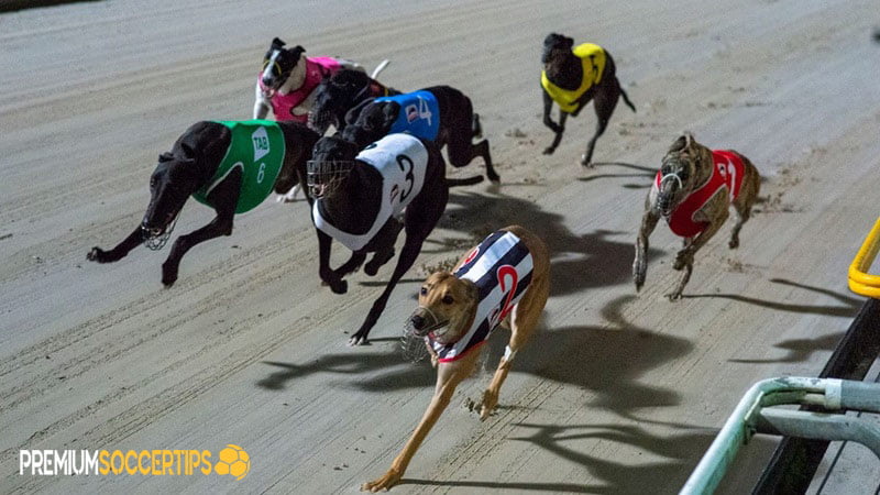 How to bet on greyhounds: For Novice Bettors